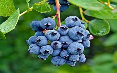 8 Manfaat yang Bisa Didapatkan dari Mengonsumsi Blueberry