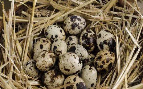 5 Manfaat Telur Puyuh yang Kaya Nutrisi