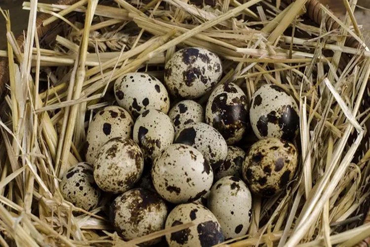 5 Manfaat Telur Puyuh yang Kaya Nutrisi