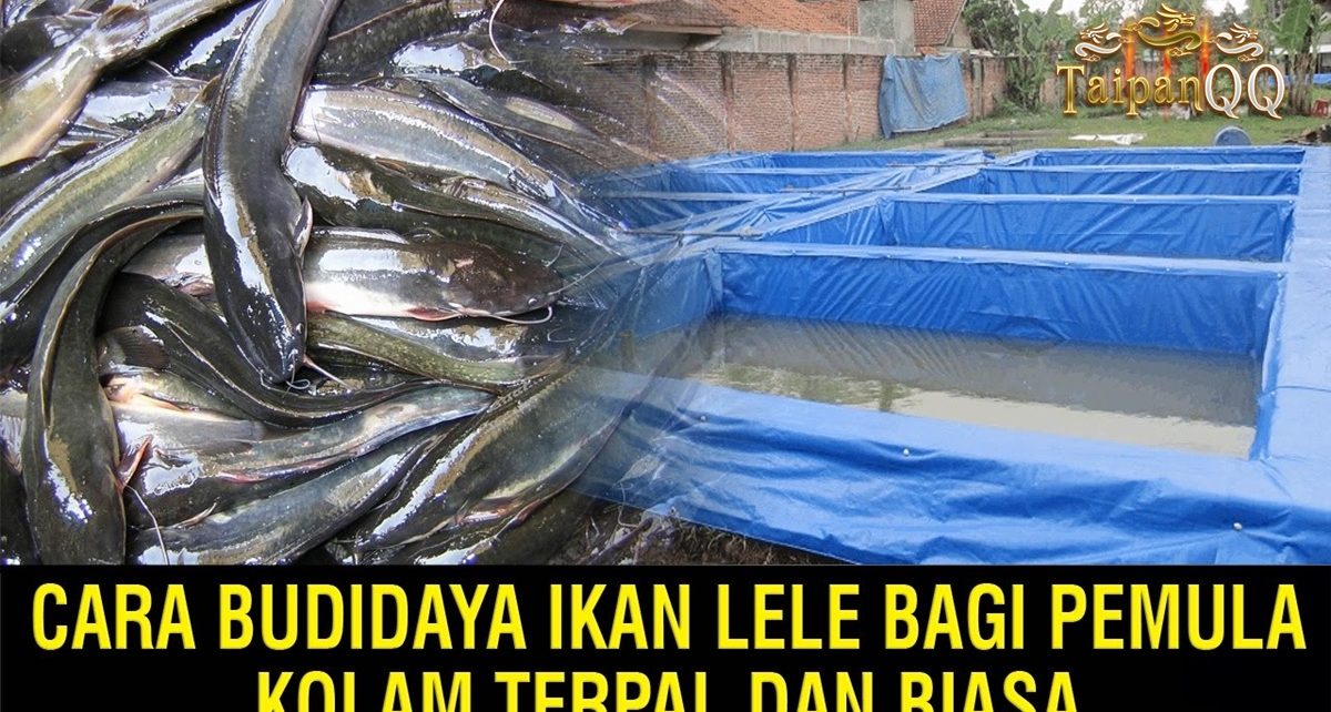 Cara Budidaya Ikan Lele bagi Pemula di Kolam Terpal