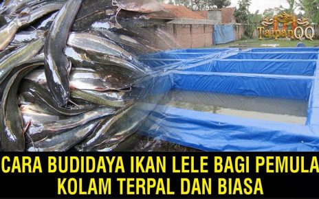 Cara Budidaya Ikan Lele bagi Pemula di Kolam Terpal