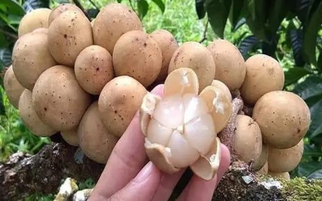 6 Manfaat Buah Duku untuk Kesehatan