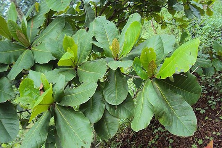 8 Manfaat Daun Ketapang untuk Tubuh