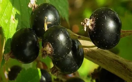 4 Manfaat Teh Blackcurrant untuk Kesehatan