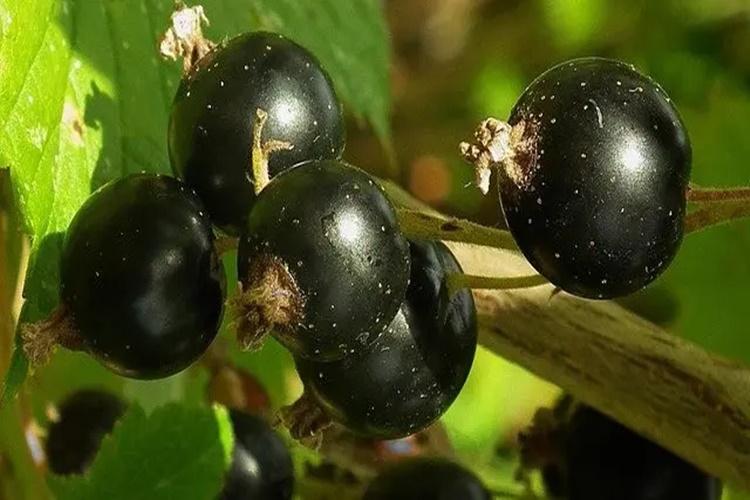 4 Manfaat Teh Blackcurrant untuk Kesehatan