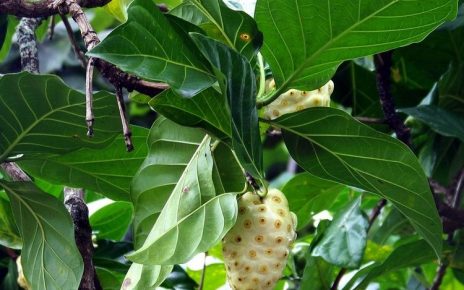 7 Manfaat Daun Mengkudu Tangkal Risiko Peradangan