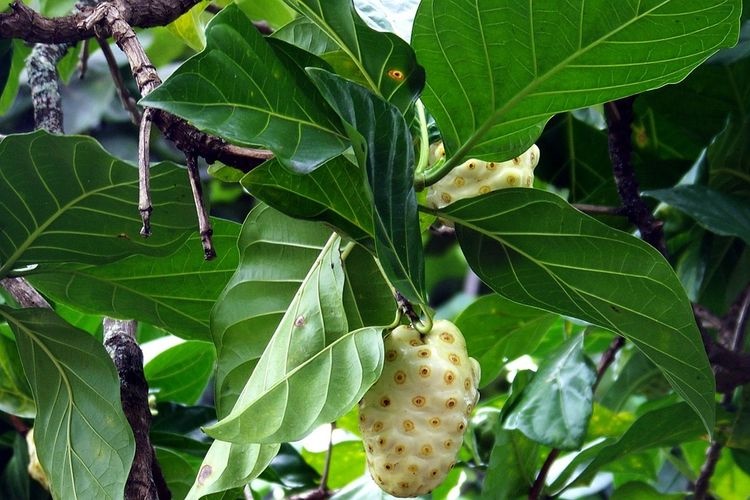 7 Manfaat Daun Mengkudu Tangkal Risiko Peradangan