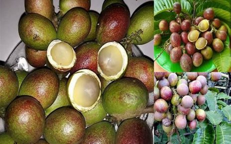 6 Manfaat Tak Terduga Buah Matoa Asal Papua