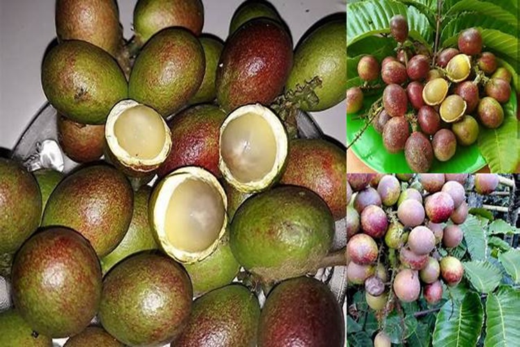 6 Manfaat Tak Terduga Buah Matoa Asal Papua