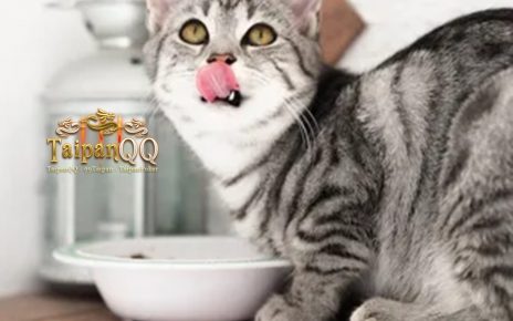 Rekomendasi Makanan Penggemuk Kucing Kaya Nutrisi