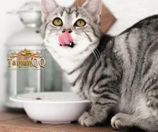 Rekomendasi Makanan Penggemuk Kucing Kaya Nutrisi