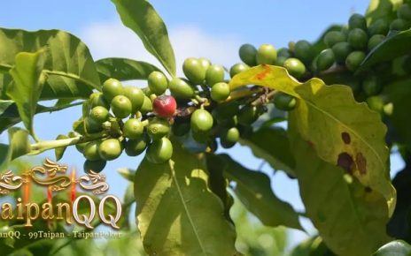 Panduan Merebus Daun Benalu Kopi, Obat Alami untuk Kanker, Radang Sendi, dan Tidur Mendengkur